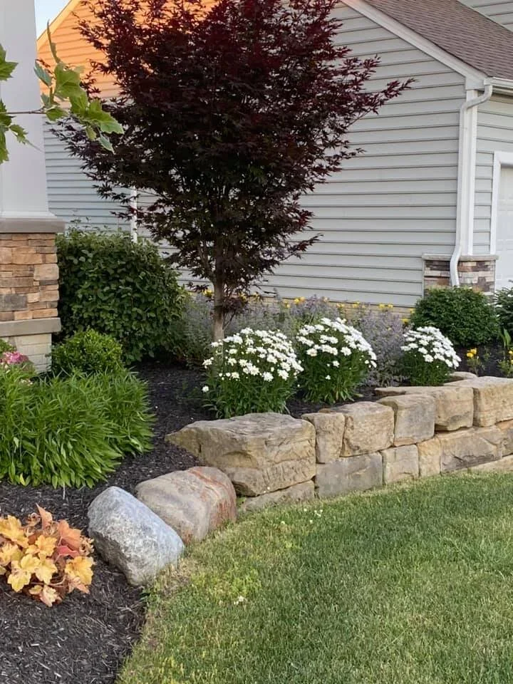 Warm cream cut-ashlar stone corner planter wall with Japanese maple and white mums, two-story siding home in Forsyth County, GA